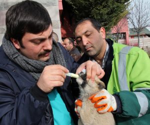 82 sokak hayvanı yeni yuvasında