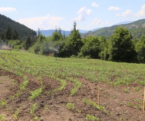 ŞAVŞAT’TA TOPRAKLA BULUŞAN TOHUMLAR BÜYÜMEYE BAŞLADI