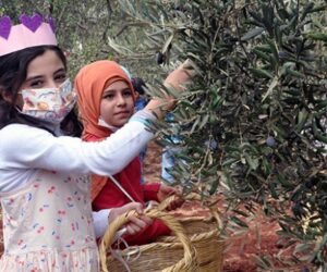 Yetim Çocuklardan Zeytin Toplama Şenliği’