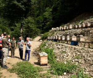 BORÇKA’DA İKİ YENİ BAL ORMANI DAHA ARICILARIN HİZMETİNDE