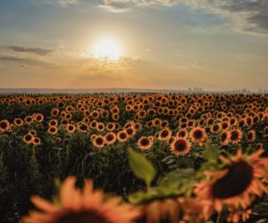 BÜYÜKŞEHİR BELEDİYESİ FOTO MUHABİRLERİNİN OBJEKTİFİNDEN BAKAP